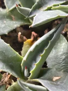 2026年最新】アガベモンタナの人気アイテム - メルカリ