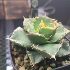 2026年最新】アガベ皇冠 クラウンの人気アイテム - メルカリ