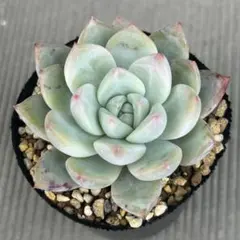 2026年最新】ホリコロの人気アイテム - メルカリ