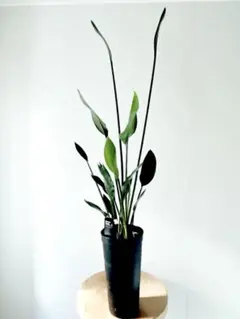 2026年最新】ストレリチア ノンリーフの人気アイテム - メルカリ