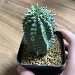 2026年最新】ユーフォルビア群星冠の人気アイテム - メルカリ