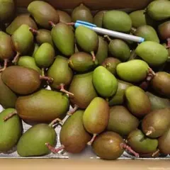 2026年最新】摘果マンゴーの人気アイテム - メルカリ