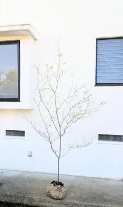 2026年最新】山採り もみじの人気アイテム - メルカリ