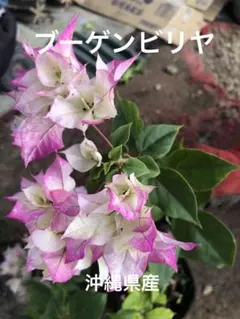 2026年最新】ブーゲンビリア苗の人気アイテム - メルカリ
