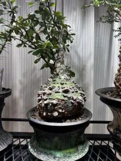 2026年最新】ファシクラータ 挿し木の人気アイテム - メルカリ