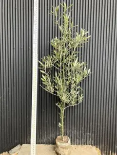 2026年最新】オリーブカラマタの人気アイテム - メルカリ