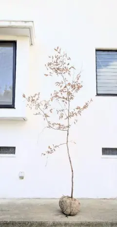 2026年最新】山採り ヤマコウバシの人気アイテム - メルカリ