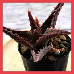 2026年最新】ロウルサンコさん苗の人気アイテム - メルカリ