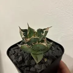 2026年最新】アガベ星空の人気アイテム - メルカリ