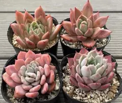 2026年最新】おらい そわそわの人気アイテム - メルカリ