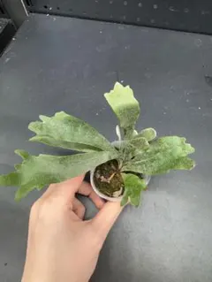 2026年最新】willinckii spurの人気アイテム - メルカリ