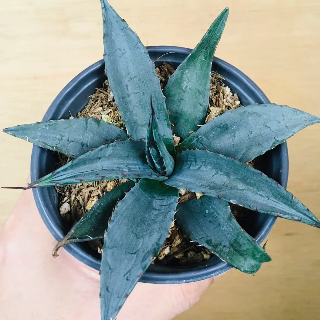 2026年最新】ovatifoliaの人気アイテム - メルカリ