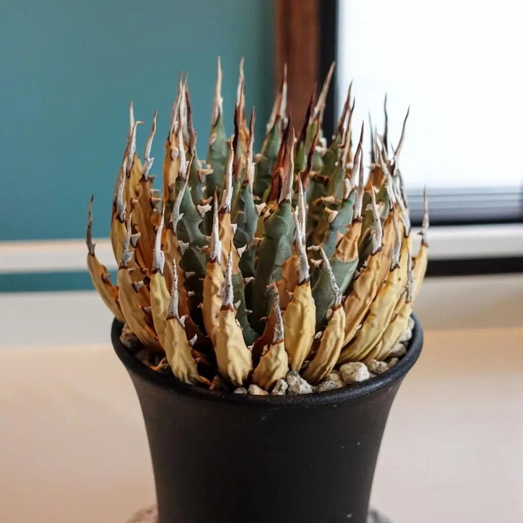 2026年最新】エボリスピナ 斑入りの人気アイテム - メルカリ