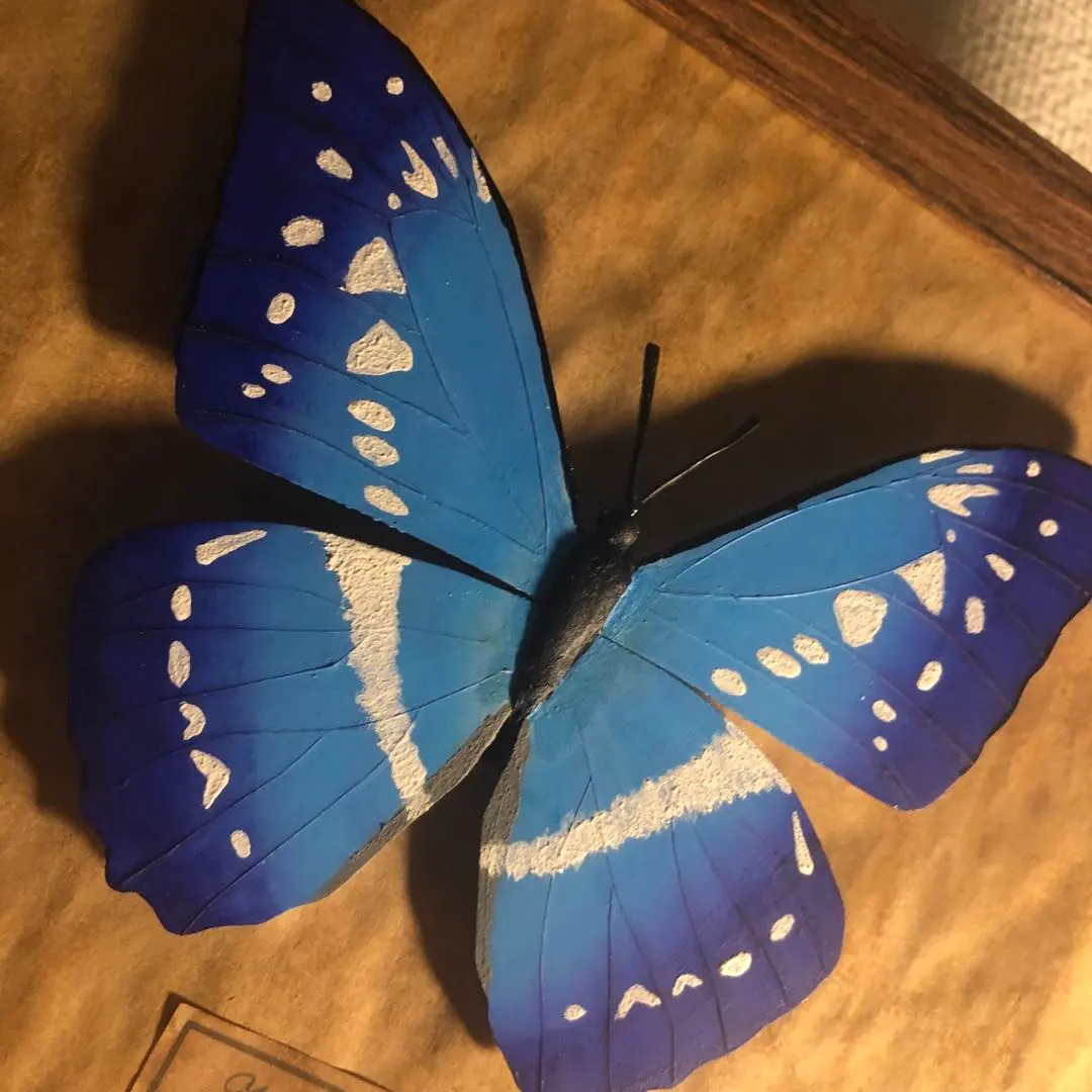 2026年最新】標本 キプリスモルフォの人気アイテム - メルカリ