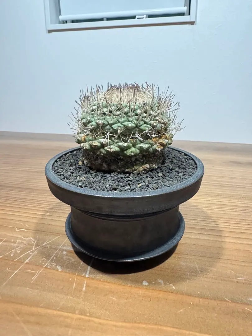 2026年最新】山中勇人 鉢の人気アイテム - メルカリ