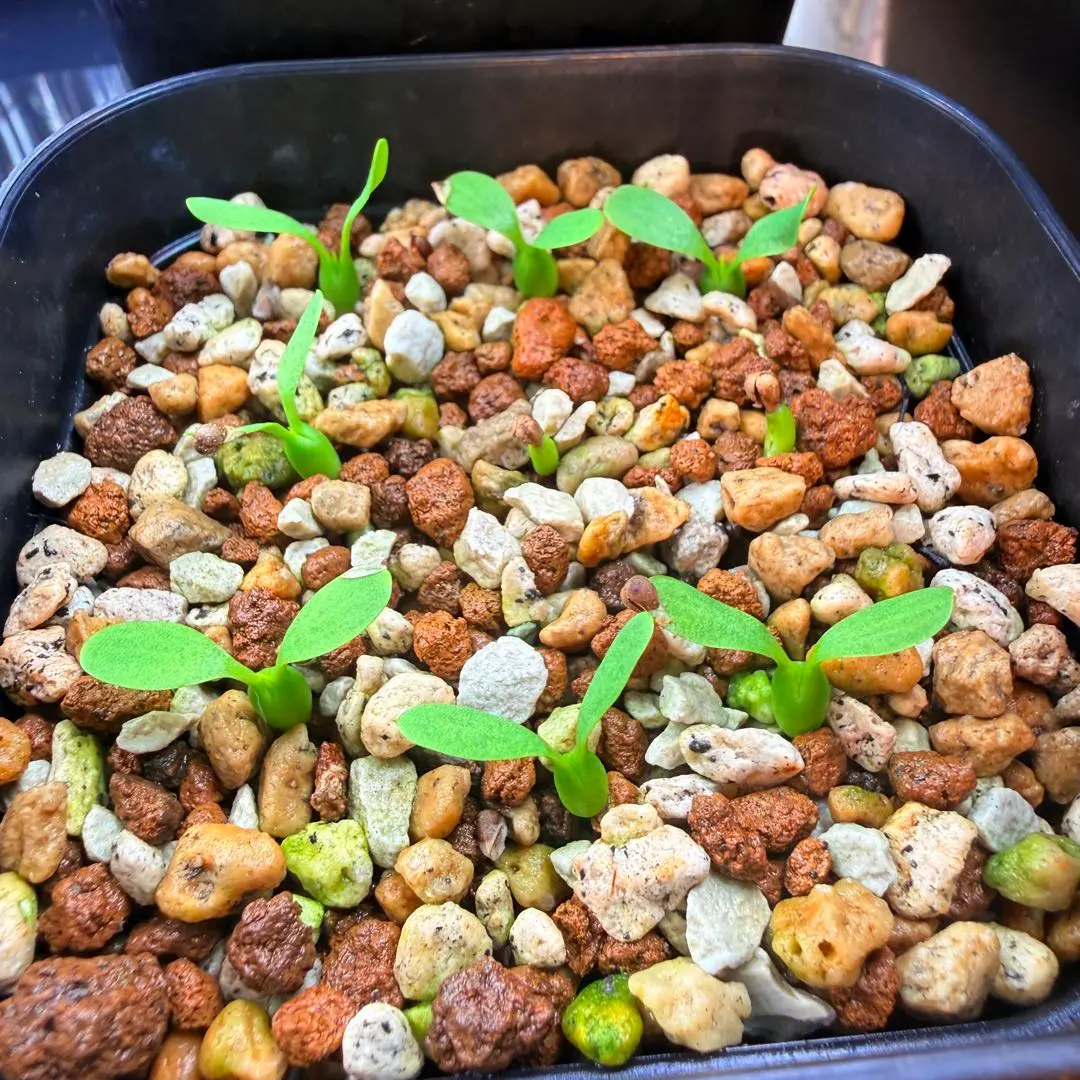 2026年最新】オベサ鉄甲の人気アイテム - メルカリ