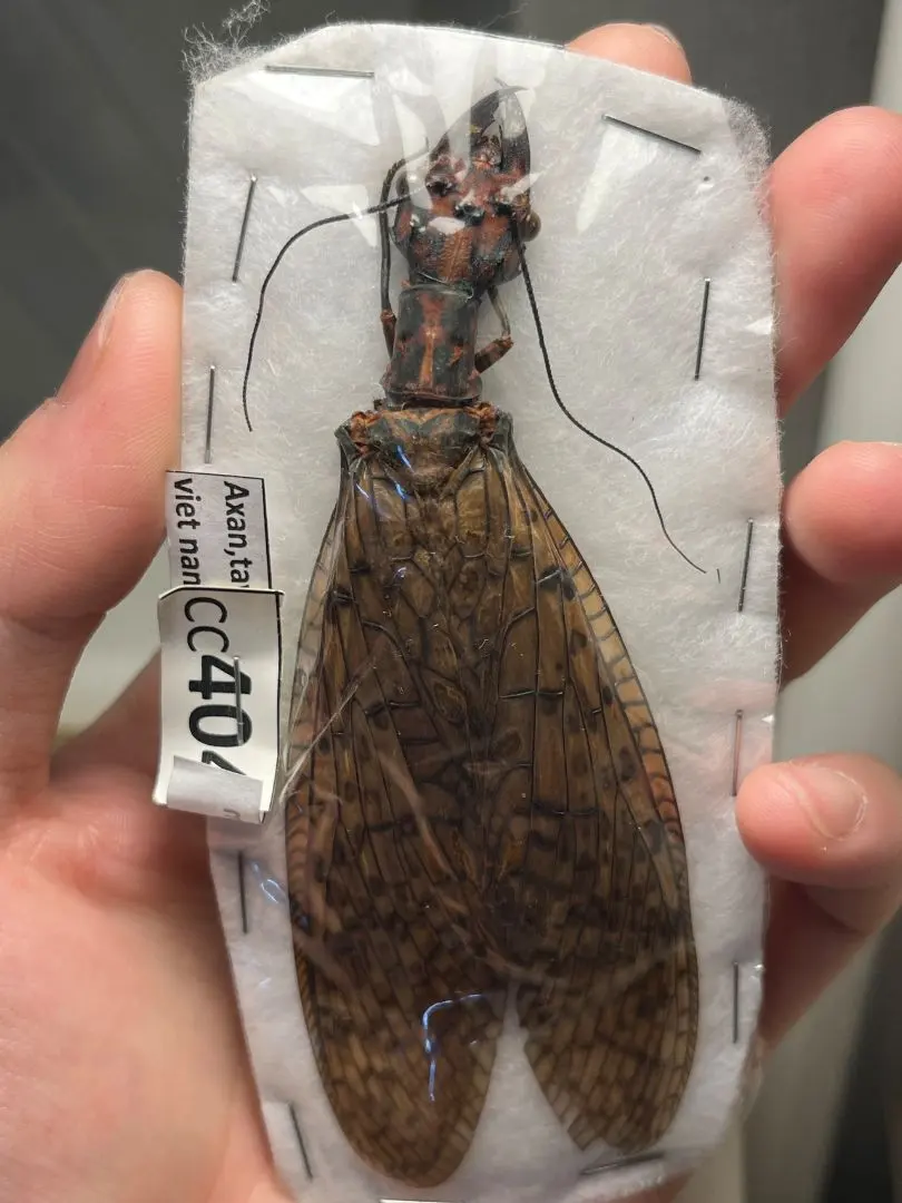 2026年最新】ヘビトンボ 標本の人気アイテム - メルカリ