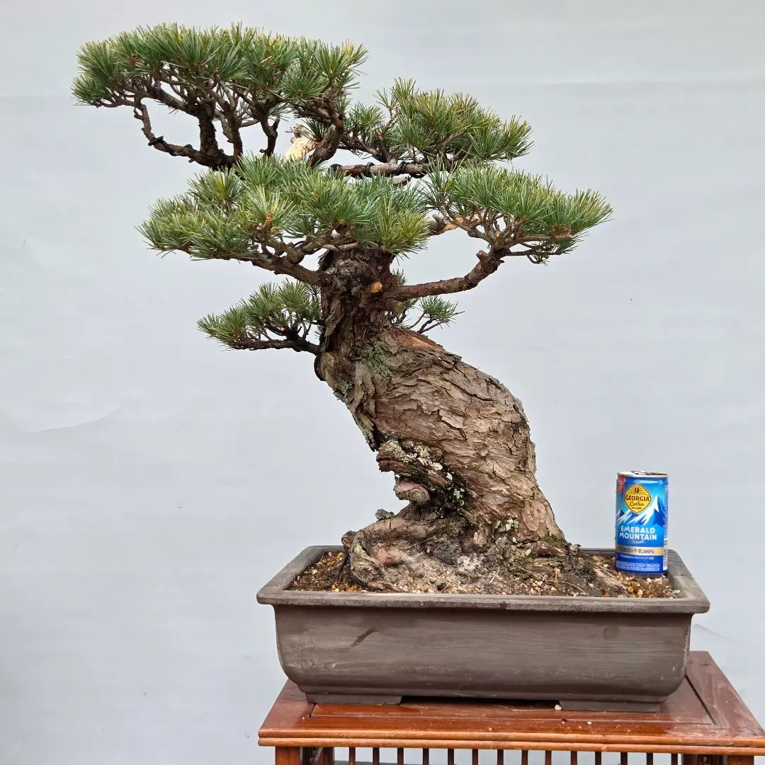 2026年最新】銀八房五葉松の人気アイテム - メルカリ