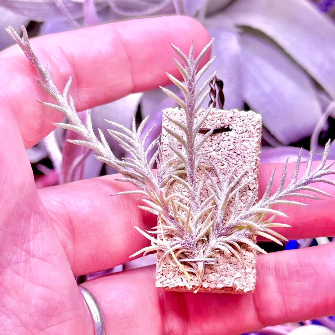 2026年最新】tillandsia capillarisの人気アイテム - メルカリ
