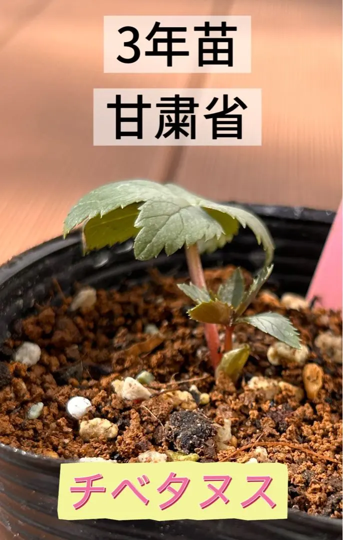 2026年最新】チベタヌス 苗の人気アイテム - メルカリ