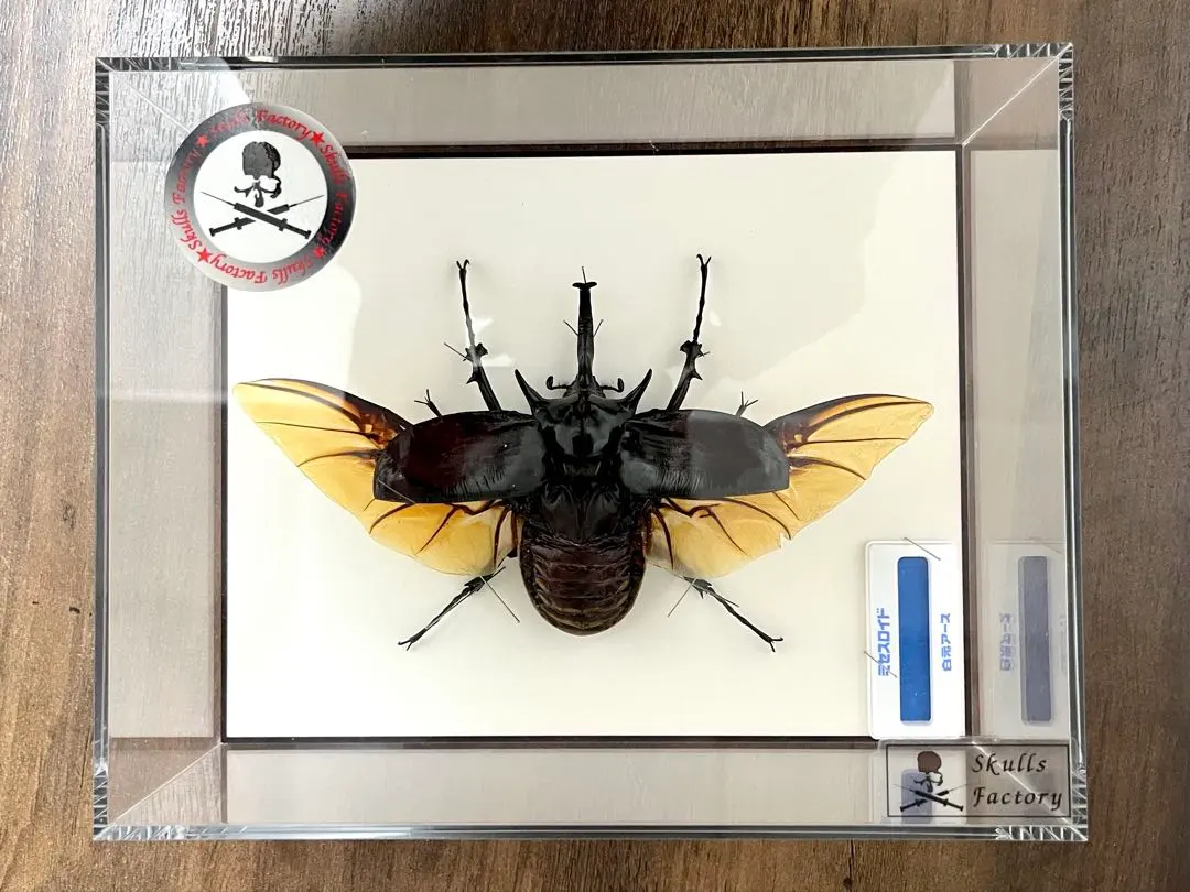2026年最新】ゾウカブト 標本の人気アイテム - メルカリ