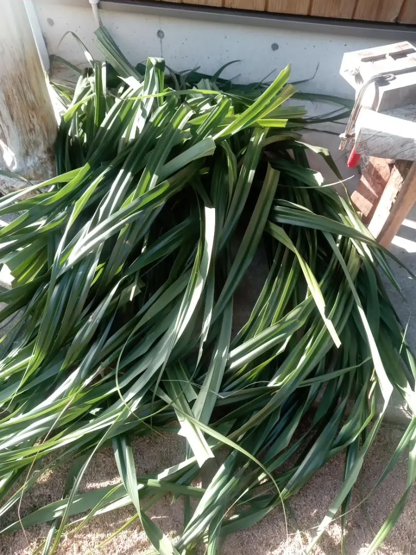 2026年最新】ラウハラ ロールの人気アイテム - メルカリ