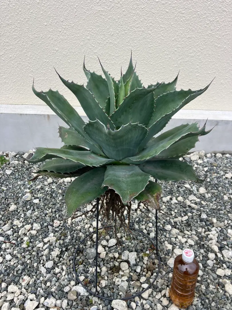 2026年最新】オバティフォリア フロスティブルーの人気アイテム - メルカリ