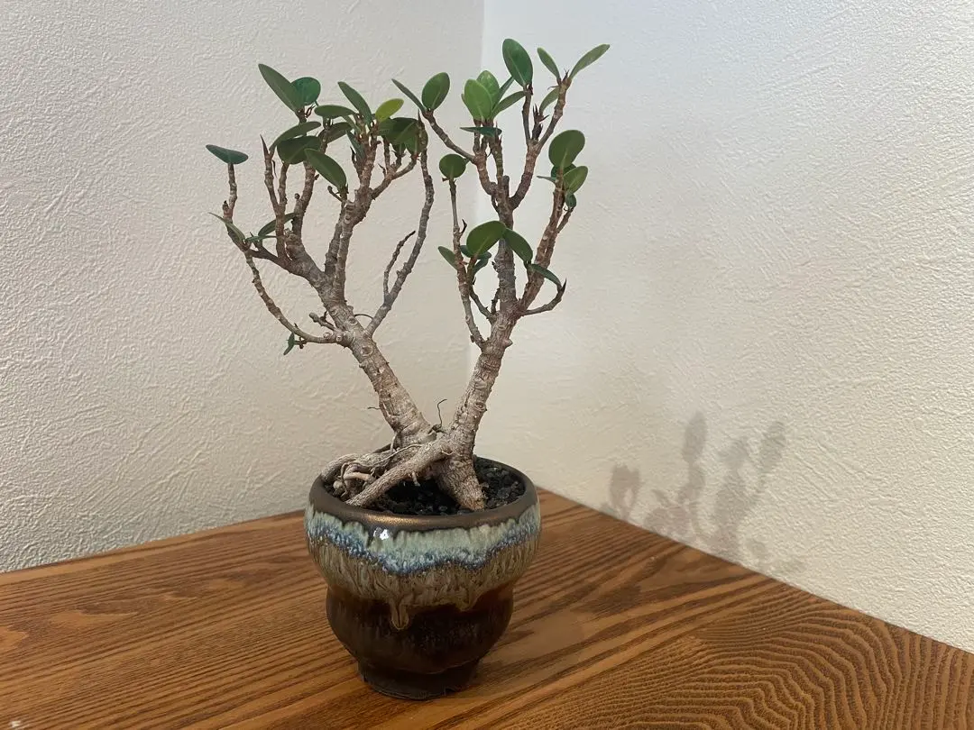 2026年最新】パンダガジュマル斑入りの人気アイテム - メルカリ