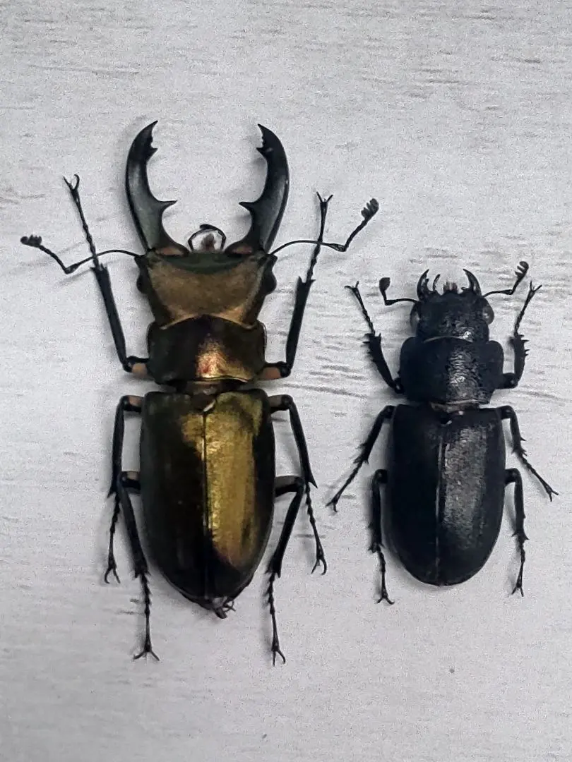 2026年最新】エラフスホソアカクワガタ 標本の人気アイテム - メルカリ