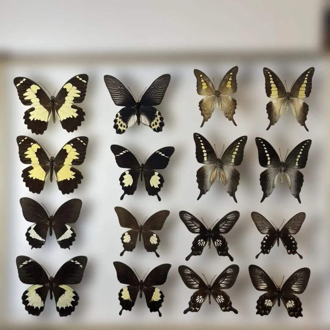 2026年最新】マレーシア 蝶 標本の人気アイテム - メルカリ