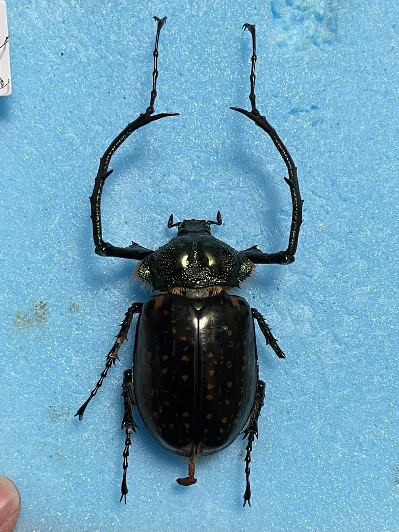 2026年最新】テナガコガネ 標本の人気アイテム - メルカリ