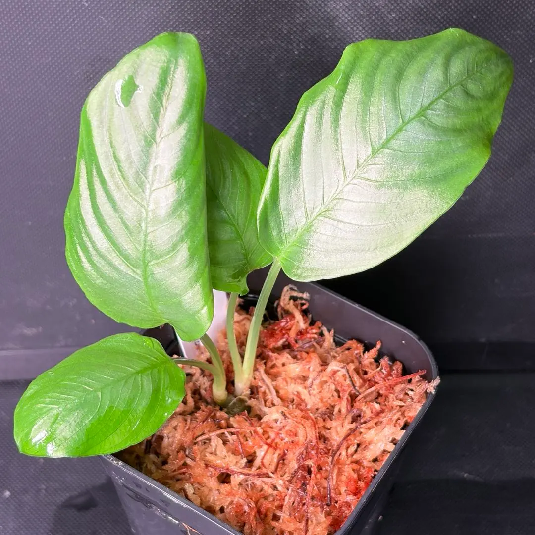 2026年最新】スキスマトグロッティスの人気アイテム - メルカリ