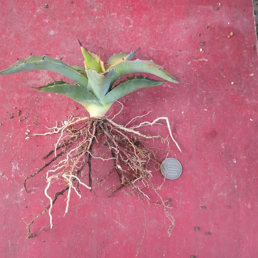 2026年最新】アガベ マルガリータの人気アイテム - メルカリ