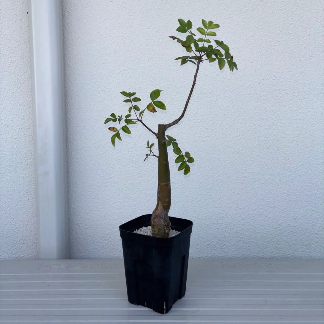 2026年最新】ブルセラファガロイデスの人気アイテム - メルカリ