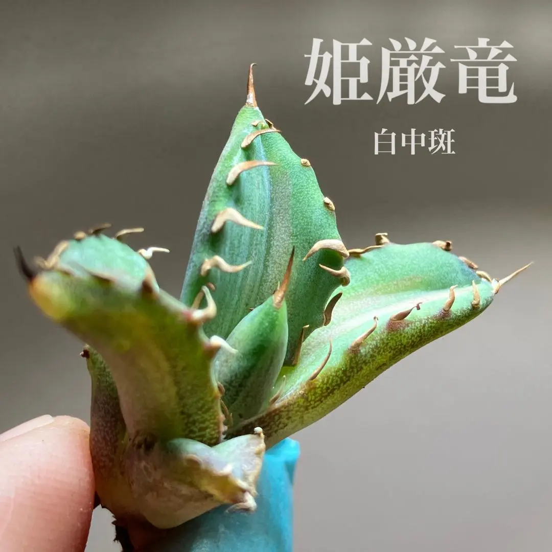 2026年最新】姫厳竜白中斑の人気アイテム - メルカリ