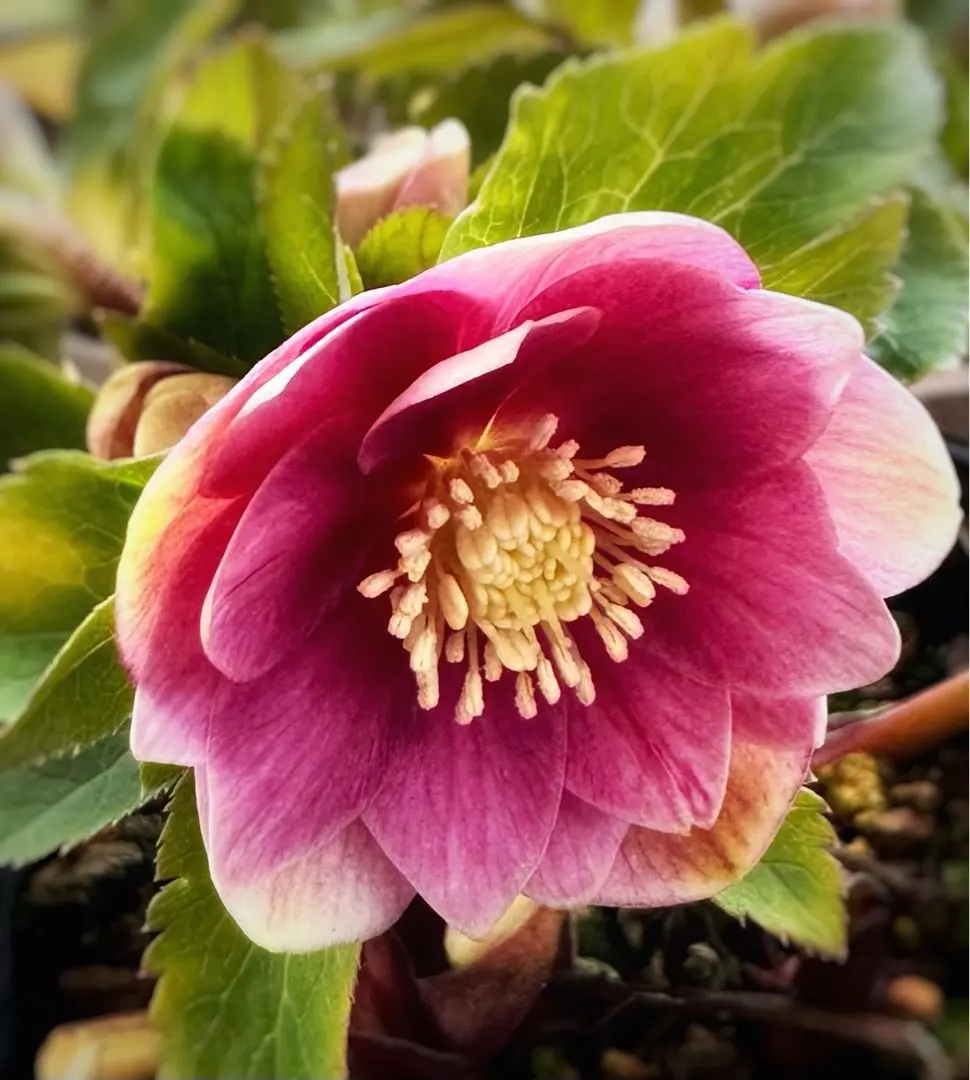 2026年最新】大木ナーサリーの人気アイテム - メルカリ