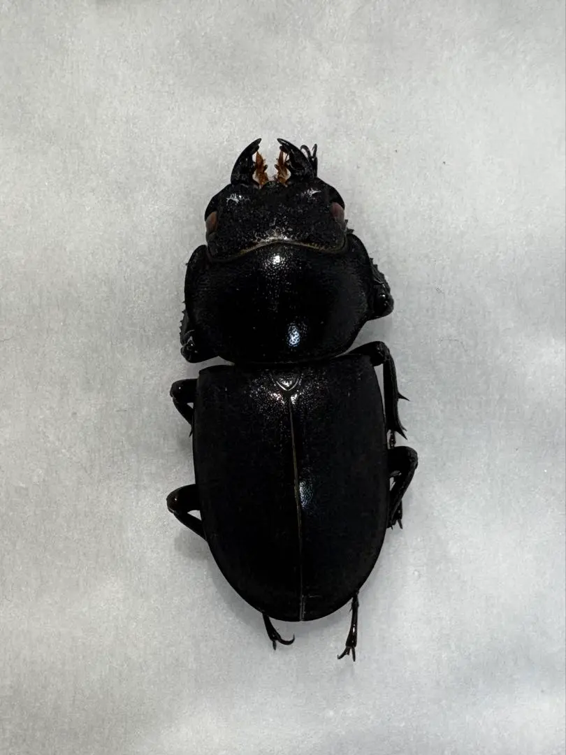 2026年最新】ヒメオオクワガタの人気アイテム - メルカリ