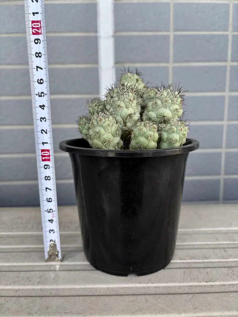 2026年最新】オルテゴカクタスの人気アイテム - メルカリ