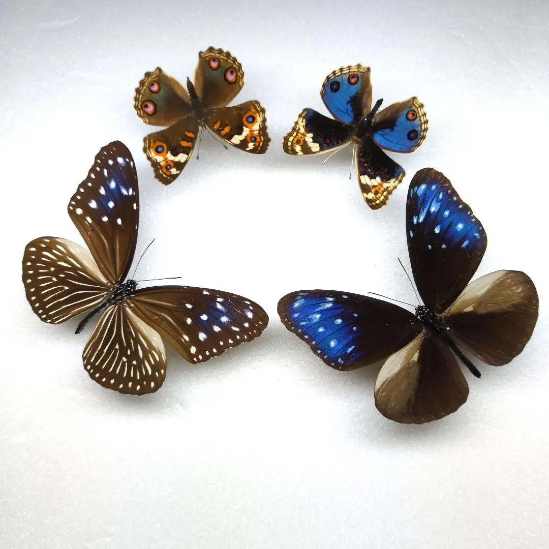 2026年最新】ツマムラサキマダラの人気アイテム - メルカリ