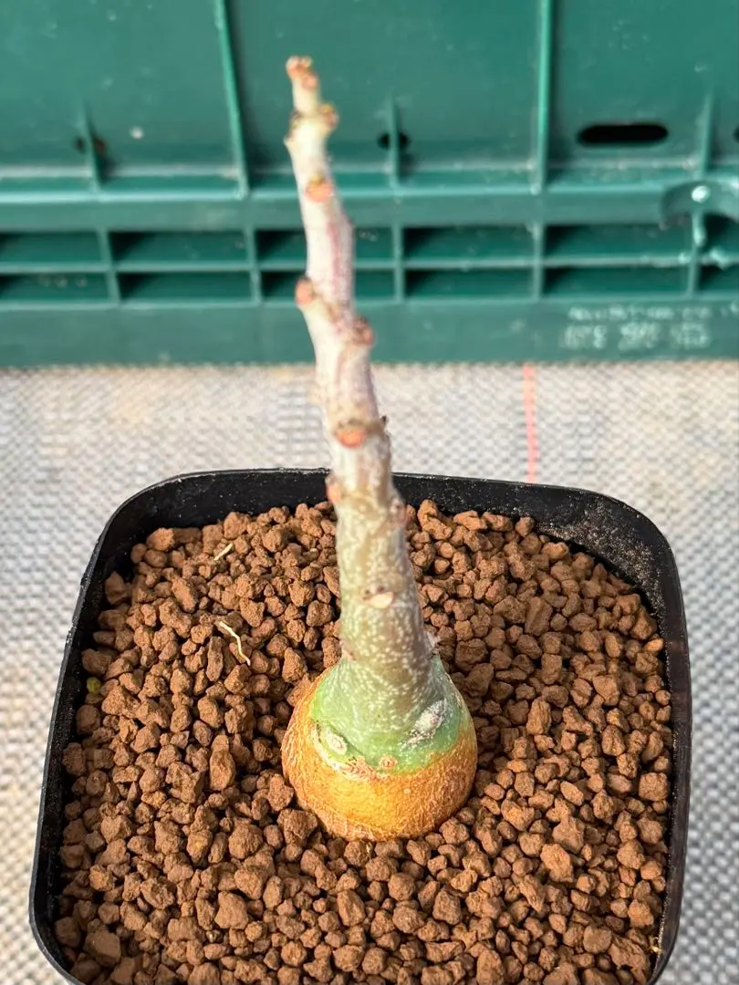 2026年最新】アデニア 種子の人気アイテム - メルカリ