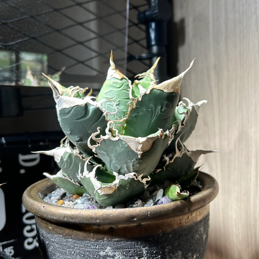 2026年最新】スーパーチタノタ カクタスグリーンの人気アイテム - メルカリ