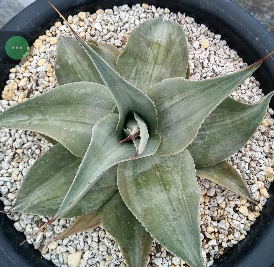 2026年最新】オバティフォリア 中斑の人気アイテム - メルカリ