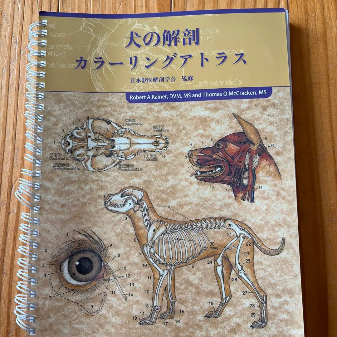 2026年最新】犬の解剖アトラスの人気アイテム - メルカリ