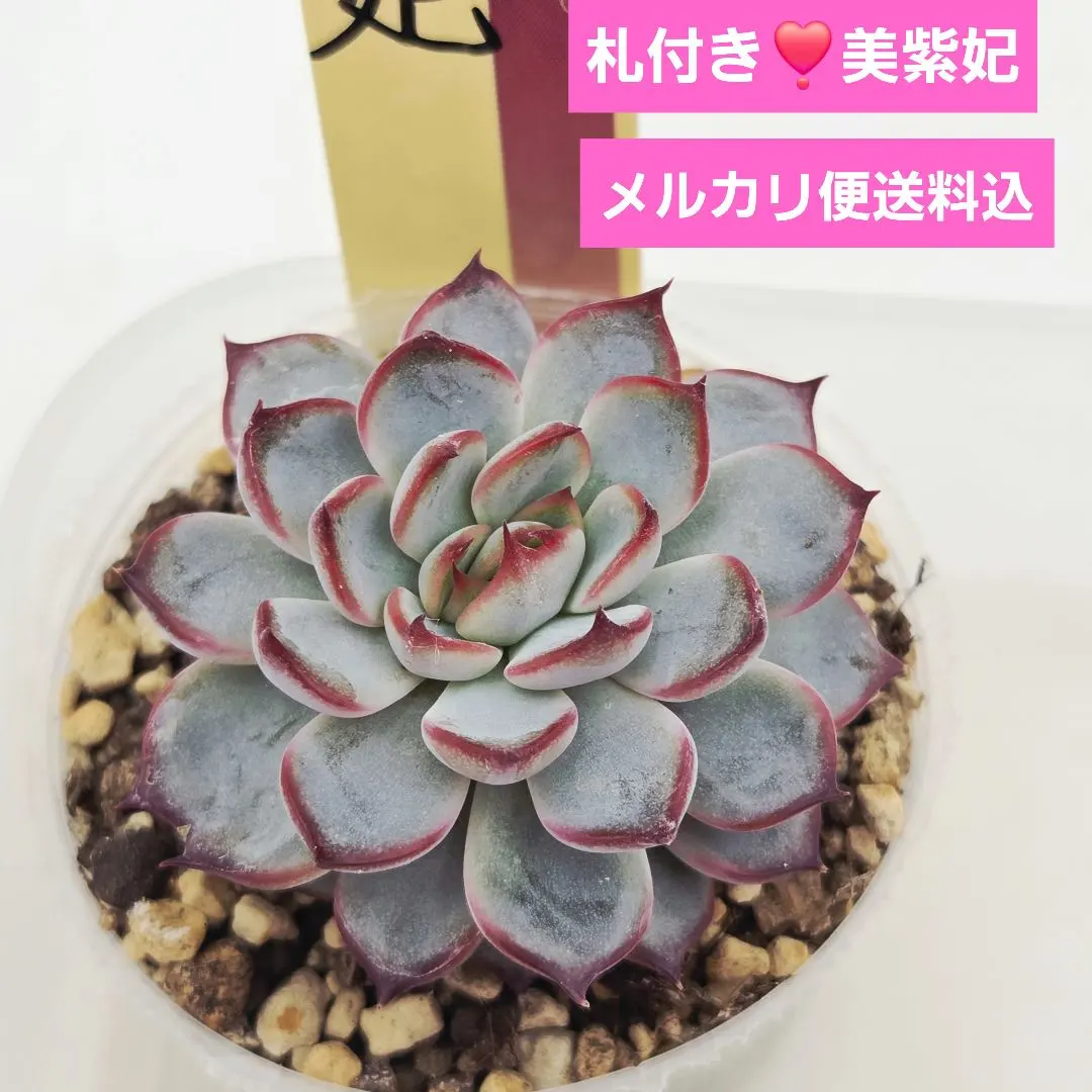 2026年最新】美紫妃の人気アイテム - メルカリ