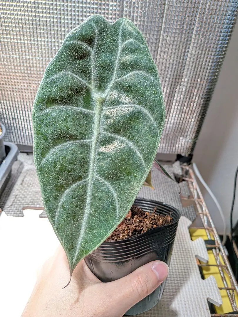 2026年最新】ワトソニアの人気アイテム - メルカリ