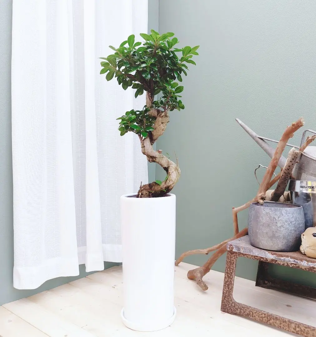 2026年最新】ガジュマル 昇り龍の人気アイテム - メルカリ