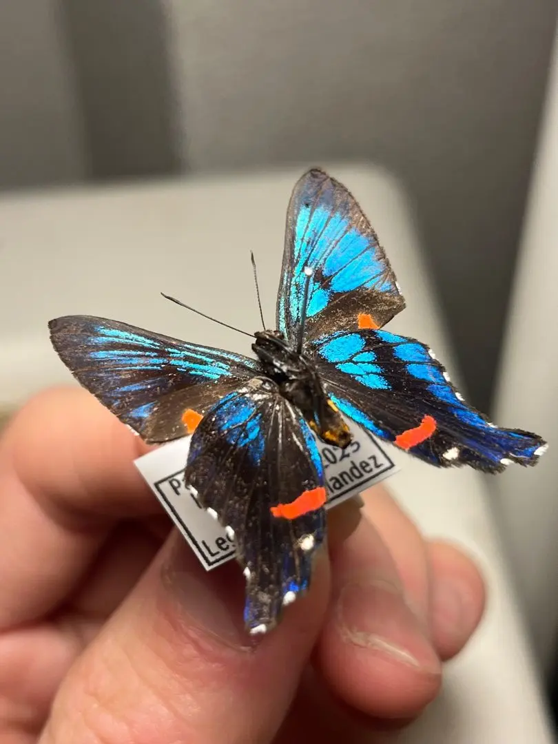 2026年最新】アグリアス 標本の人気アイテム - メルカリ