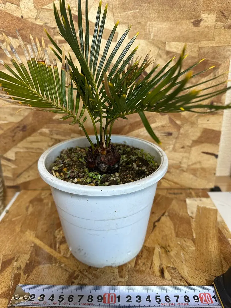 2026年最新】金環ソテツの人気アイテム - メルカリ