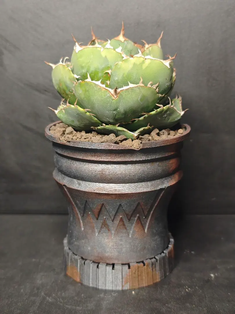 2026年最新】ジャガーノート錦の人気アイテム - メルカリ