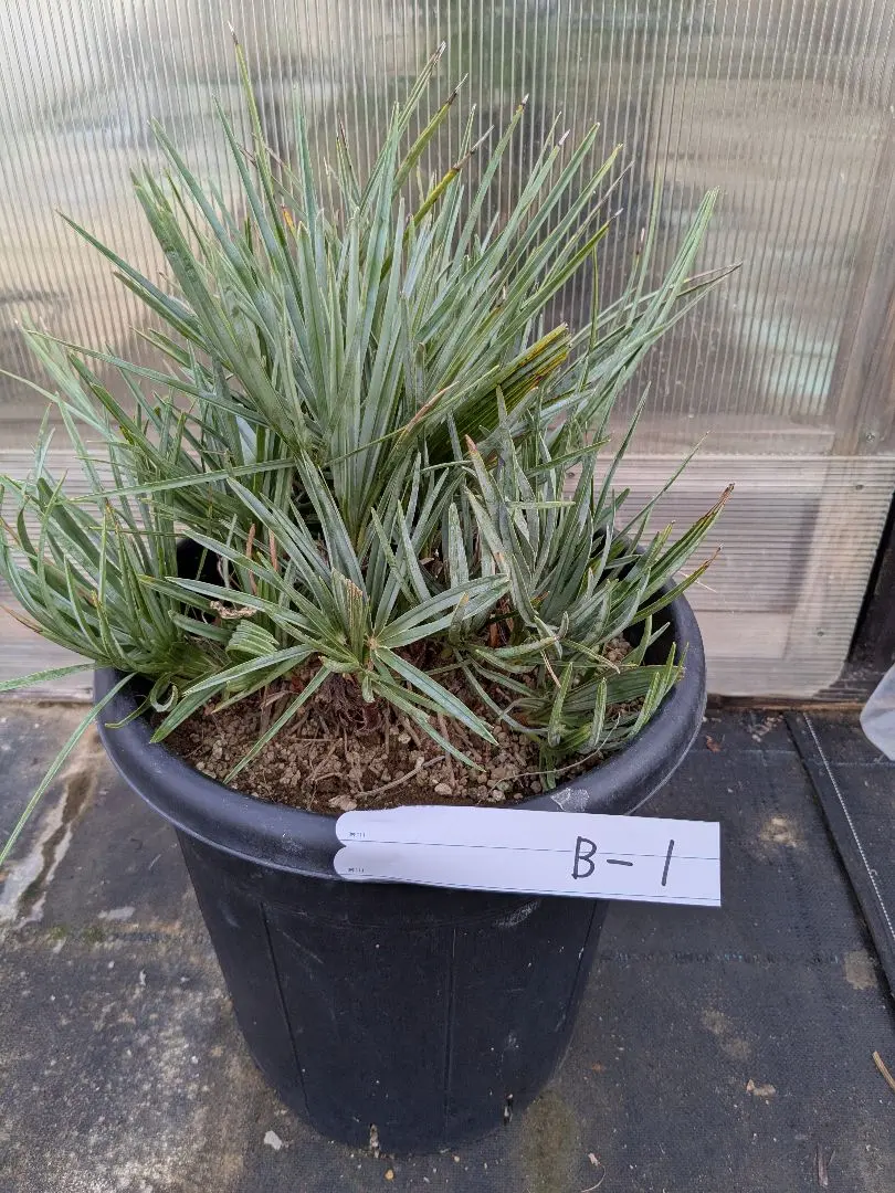 2026年最新】チャメロプスの人気アイテム - メルカリ